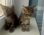 Кошки в Астрахани: Котята мейн-кун Мальчик, 10 000 руб. - фото 3