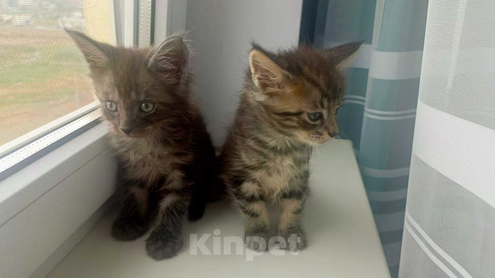 Кошки в Астрахани: Котята мейн-кун Мальчик, 10 000 руб. - фото 3