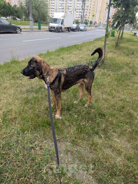 Собаки в Москве: Крупный щенок в добрые руки Мальчик, Бесплатно - фото 3