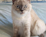 Кошки в Орлове: Вязка, 1 руб. - фото 1
