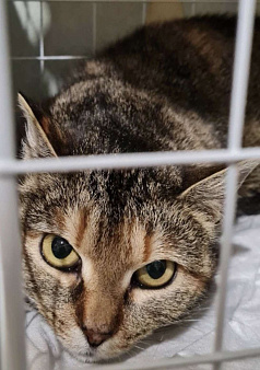 Твикси Медовая Красавица