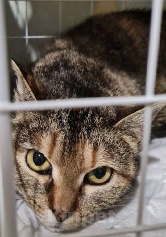 Кошки в Санкт-Петербурге: Твикси Медовая Красавица Девочка, Бесплатно - фото 1