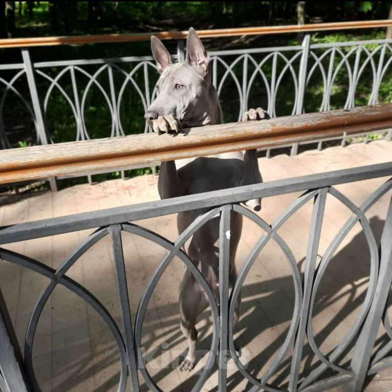 Собаки в Санкт-Петербурге: Щенок _ риджбек Девочка, Бесплатно - фото 5