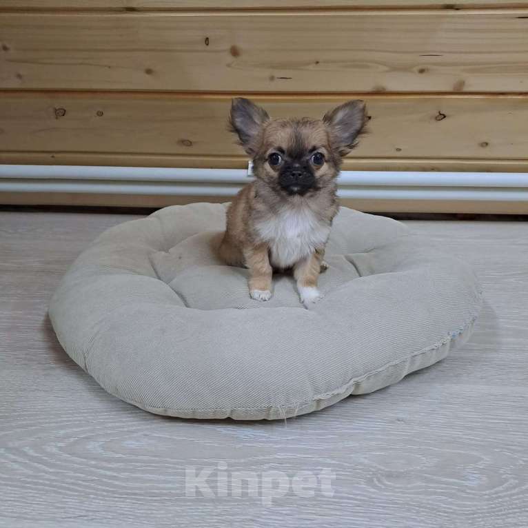 Собаки в Пушкино: Микро кросавчик Мальчик, 80 000 руб. - фото 4