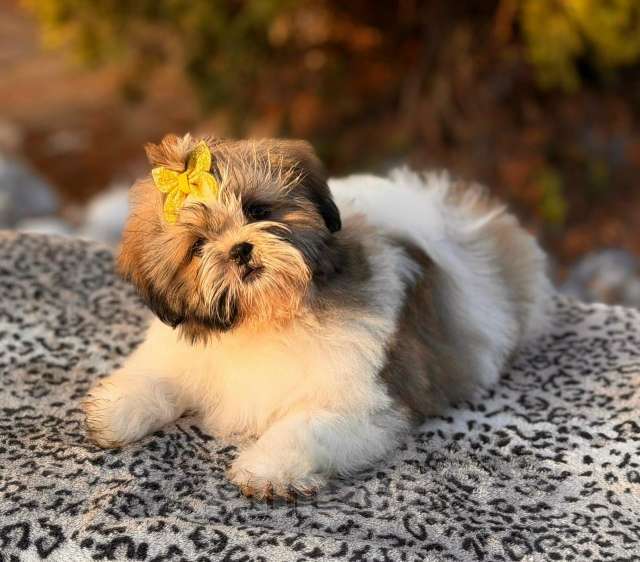 Собаки в Санкт-Петербурге: Ши-тцу мини Девочка, 45 000 руб. - фото 4