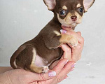 Собаки в Люберцах: Чихуахуа шоколадик Мальчик, 35 000 руб. - фото 1