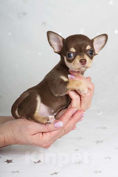 Собаки в Люберцах: Чихуахуа шоколадик Мальчик, 35 000 руб. - фото 1