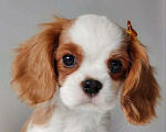 Собаки в других городах Московской области: Мальчик кавалер Кинг Чарльз спаниель Мальчик, 70 000 руб. - фото 3
