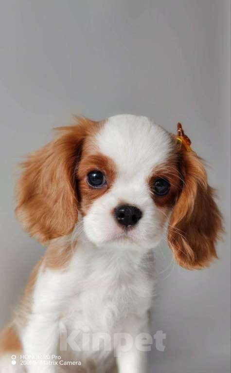 Собаки в других городах Московской области: Мальчик кавалер Кинг Чарльз спаниель Мальчик, 70 000 руб. - фото 3