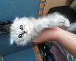 Кошки в Ростове: Шотландскией котик Мальчик, 2 500 руб. - фото 1