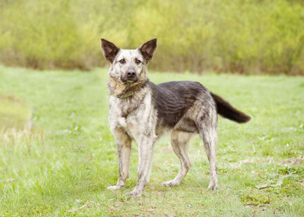 Собаки в Москве: Собака из приюта в добрые руки Мальчик, Бесплатно - фото 2