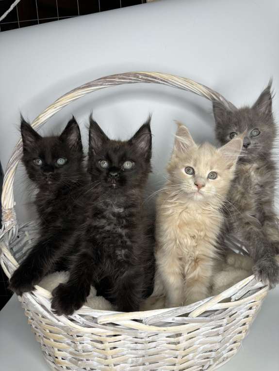 Кошки в Москве: Котята Мейн-кун Мальчик, 60 000 руб. - фото 1