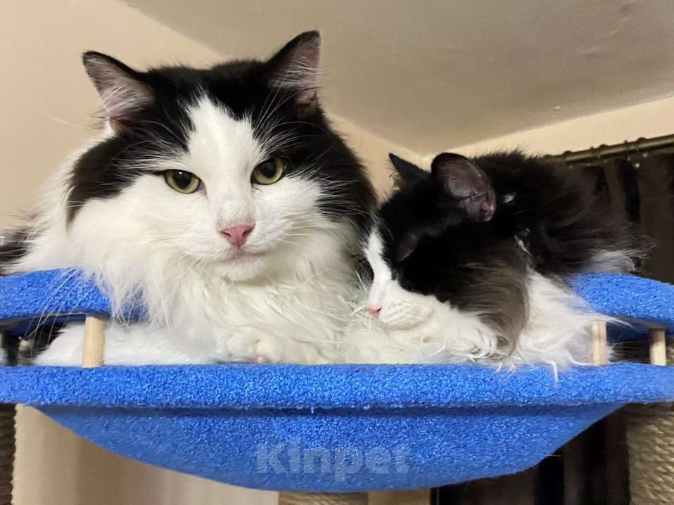 Кошки в Москве: Нежный пушистый красавец Рычардо Мальчик, Бесплатно - фото 2