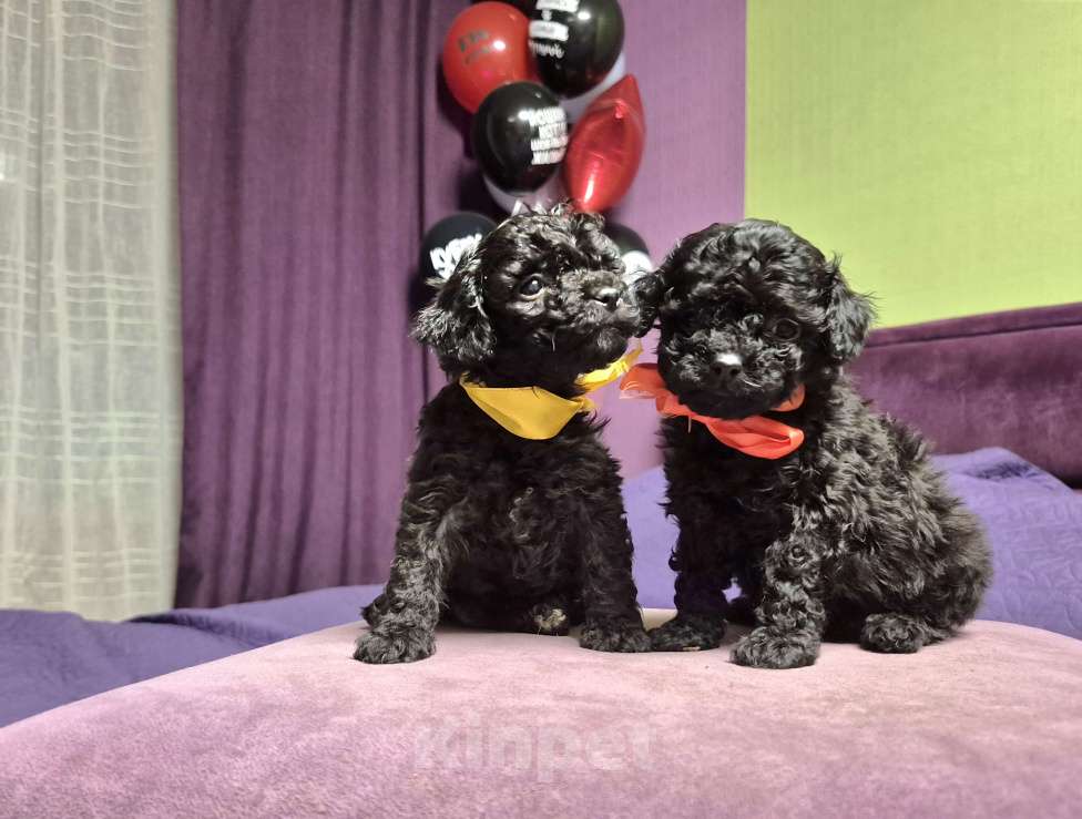 Собаки в Москве: 2парня и 2 девочки Мальчик, 45 000 руб. - фото 4