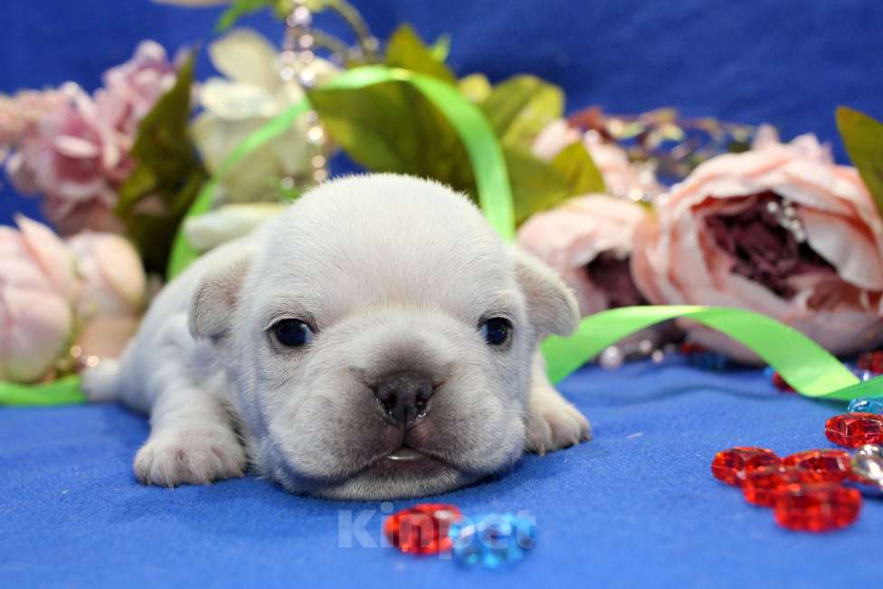 Собаки в Клине: Французские бульдоги цветные, крем и голубой соболь Мальчик, 40 000 руб. - фото 1
