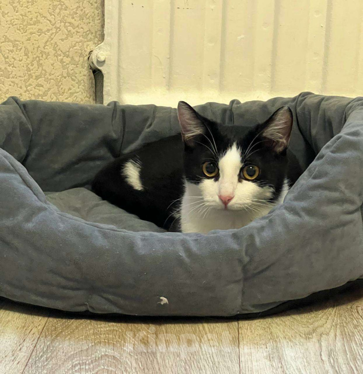 Кошки в Санкт-Петербурге: Котенок Черничка ищет дом Девочка, Бесплатно - фото 2