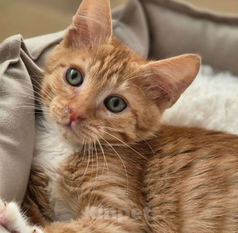 Кошки в Москве: Рыжий котенок Лёва ищет домик! Девочка, Бесплатно - фото 5