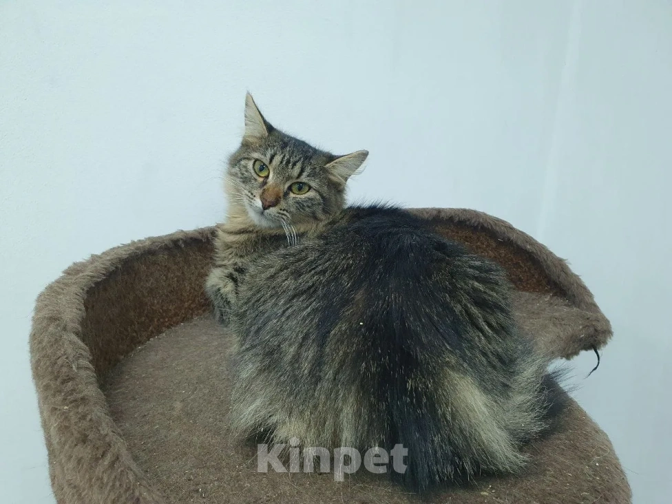 Кошки в Балашихе: котенок в добрые руки Девочка, Бесплатно - фото 1