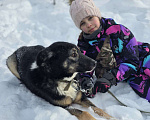 Собаки в Королеве: Нуара. Приют Зоодом, г. Королев. Девочка, Бесплатно - фото 4