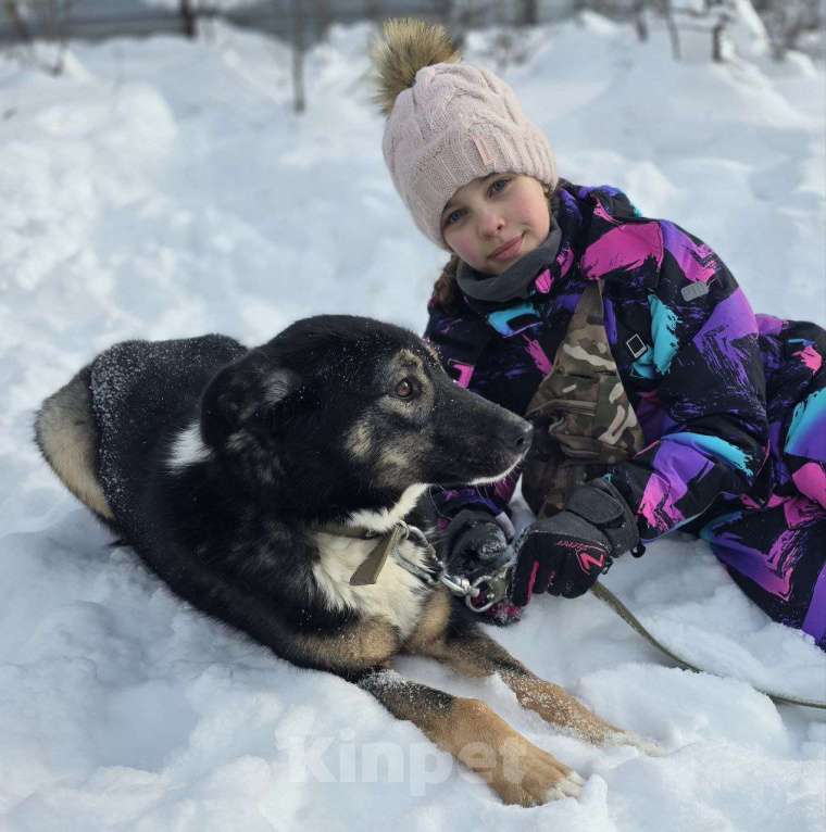 Собаки в Королеве: Нуара. Приют Зоодом, г. Королев. Девочка, Бесплатно - фото 4