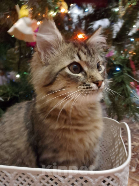 Кошки в Тамбове: Мотя ищет хозяина Мальчик, Бесплатно - фото 1