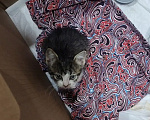 Кошки в Сочи: Отдам добрые руки котенка мальчика Мальчик, Бесплатно - фото 2