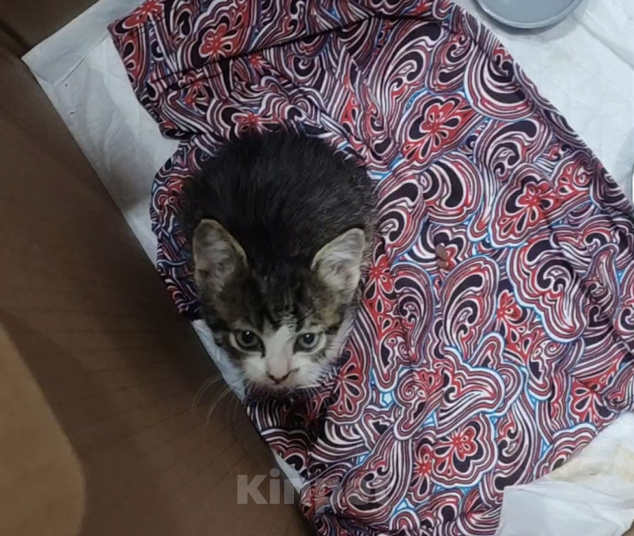 Кошки в Сочи: Отдам добрые руки котенка мальчика Мальчик, Бесплатно - фото 2