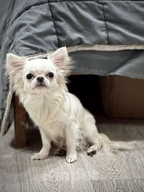 Собаки в Великом Новгороде: Мини девочка  Девочка, 35 000 руб. - фото 1