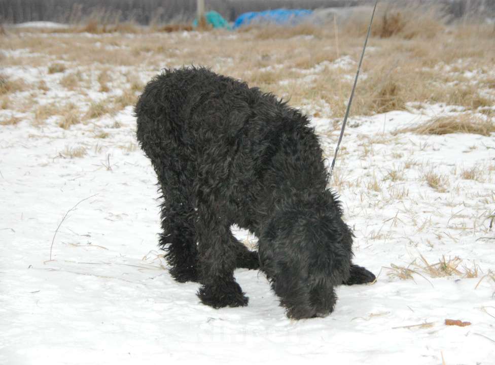 Собаки в Москве: Русский черный терьер в добрые руки Мальчик, Бесплатно - фото 4