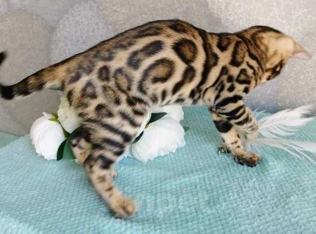 Кошки в Волгограде: Бенгальские котята Девочка, 20 000 руб. - фото 1