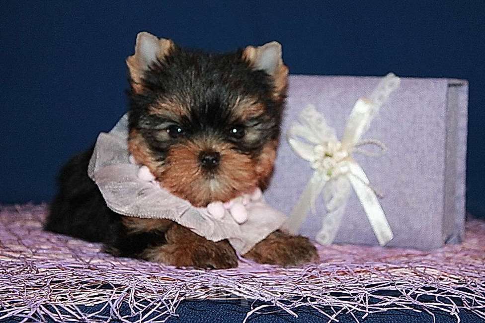 Собаки в Москве: Небольшая девочка, Яркая красотка. Девочка, 130 000 руб. - фото 2