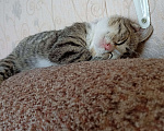 Кошки в Омске: Котенок ищет дом Девочка, Бесплатно - фото 2