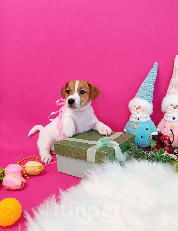 Собаки в Чите: Щенки Джек Рассел терьер мальчики и девочки  Девочка, 35 000 руб. - фото 9