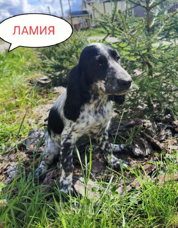 Собаки в Москве: Девочка Девочка, 35 000 руб. - фото 1