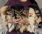 Собаки в Москве: Малыши и малышки померанского и малого шпица Девочка, Бесплатно - фото 1