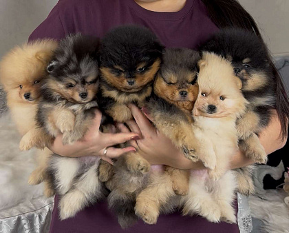 Малыши и малышки померанского и малого шпица
