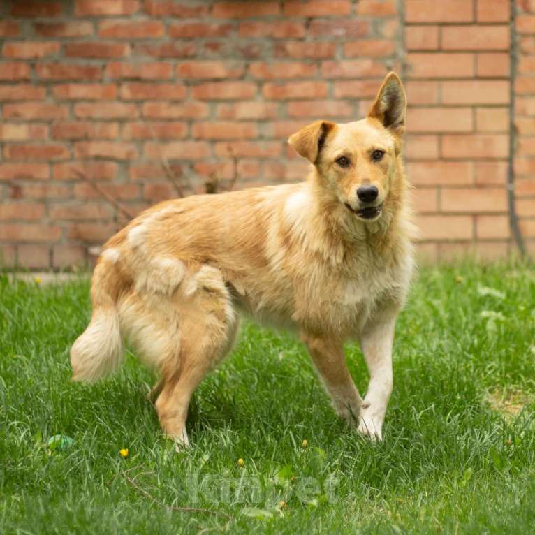 Собаки в Санкт-Петербурге: Совершенно чудесная, добрая и милая молодая собака Девочка, Бесплатно - фото 7