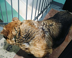 Собаки в Мурманске: Отдам в добрые руки Девочка, Бесплатно - фото 2