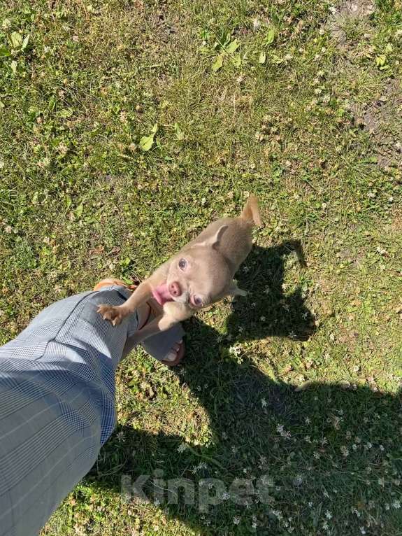 Собаки в Москве: Продаётся чихуахуа мальчик лилового окраса миниатюрного размера Мальчик, 80 000 руб. - фото 5