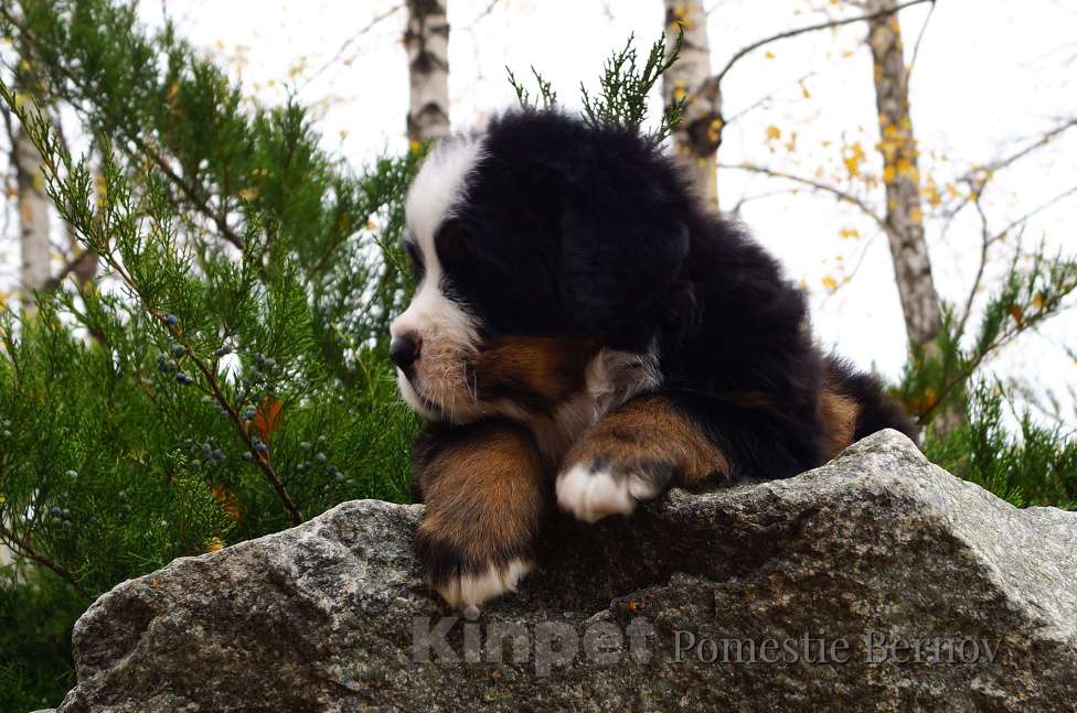 Собаки в Москве: Для тех кто ценит качество Мальчик, Бесплатно - фото 7