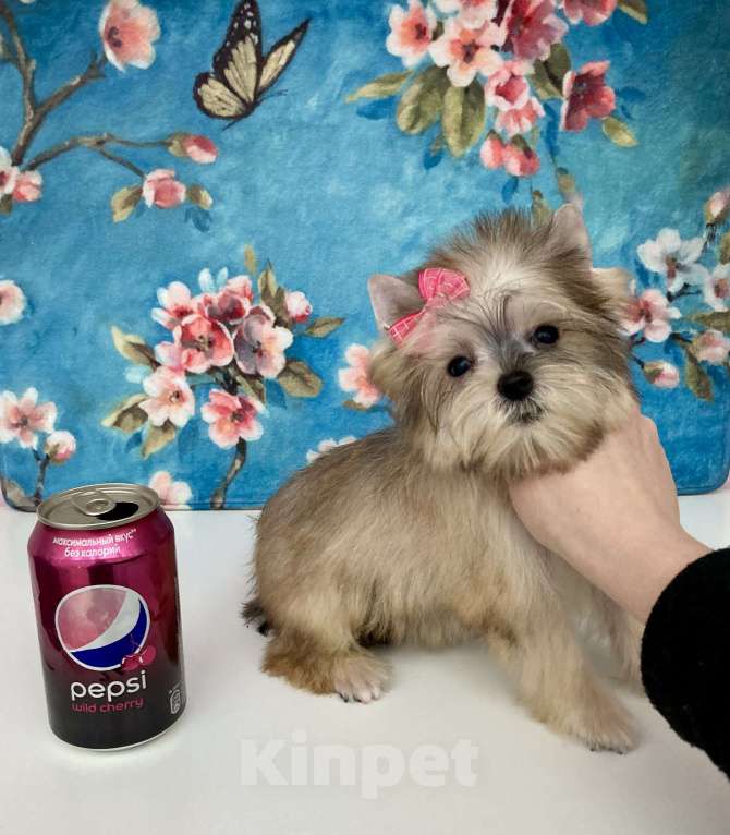 Собаки в Москве: Золотой йорк мини девочка бэби фейс Девочка, 85 000 руб. - фото 2