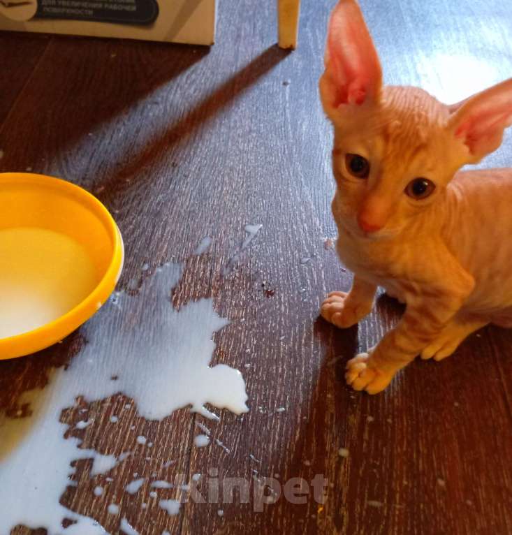 Кошки в Новочебоксарске: Котята Корниш Рекс  Мальчик, 15 000 руб. - фото 3