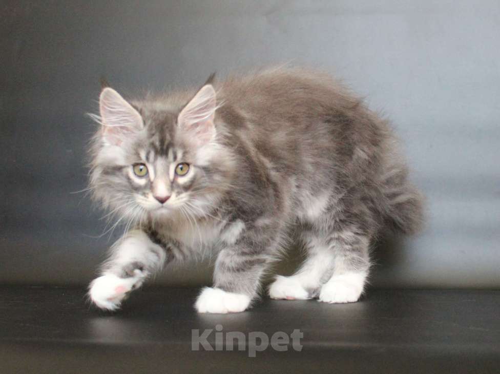 Кошки в Екатеринбурге: Даймонд Димочка Мальчик, 50 000 руб. - фото 4