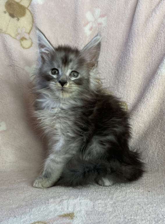 Кошки в Дмитрове: Черная серебристая мраморная девочка мейн кун Девочка, 15 000 руб. - фото 4