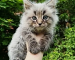 Кошки в Москве: Чистокровные котята Мейн кун Разнополые, 15 000 руб. - фото 8