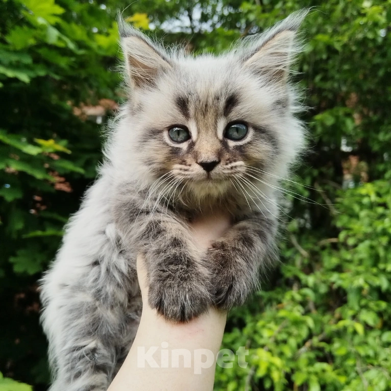 Кошки в Москве: Чистокровные котята Мейн кун Разнополые, 15 000 руб. - фото 8