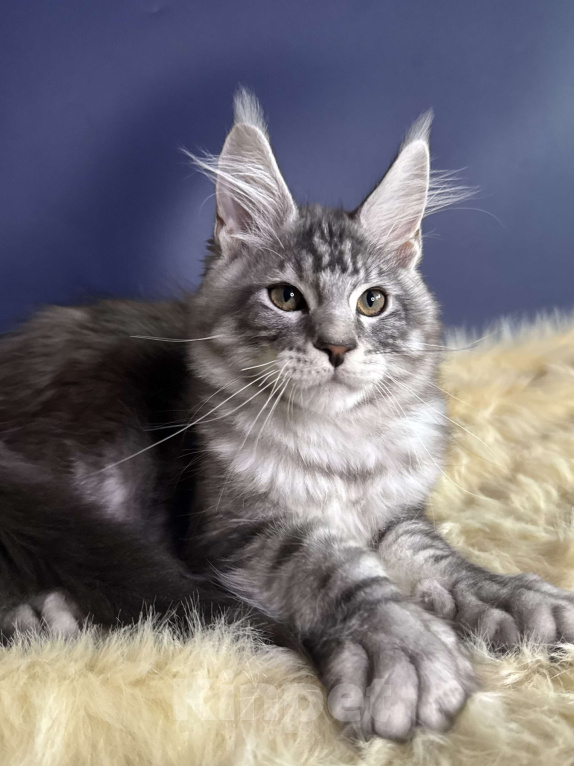 Кошки в Красногорске: Котенок мейн-кун Мальчик, Бесплатно - фото 2