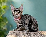 Кошки в Москве: Котенок Лея ищет дом Девочка, Бесплатно - фото 2
