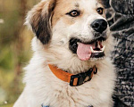 Собаки в Москве: Пушистый белый красавец пёс Альф в дар Мальчик, 1 руб. - фото 1
