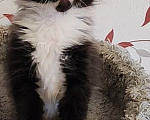 Кошки в Люберцах: Котенок мейн-кун Девочка, 50 000 руб. - фото 3